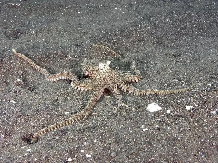 Framed Print : A marbled octopus (Amphioctopus aegina) camouflaged on the sandy bottom Framed Print : A marbled octopus (Amphioctopus aegina) camouflaged on the sandy bottom