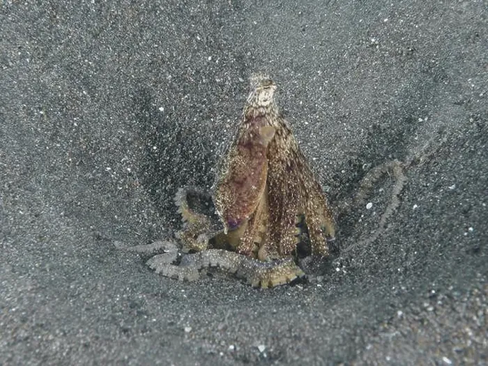Framed Print : Marbled octopus (Amphioctopus aegina) hiding in the sand with tentacles wrapped around itself