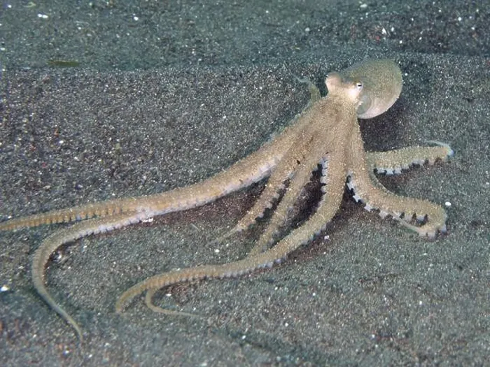 Framed Print : Marbled octopus (Amphioctopus aegina) with outstretched tentacles on the sandy seabed Framed Print : Marbled octopus (Amphioctopus aegina) with outstretched tentacles on the sandy seabed
