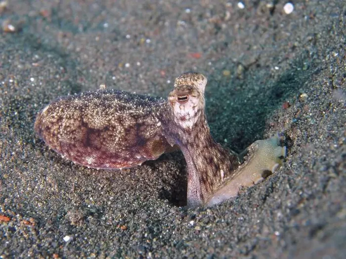 Framed Print : A marbled octopus (Amphioctopus aegina) on a sandy seabed Framed Print : A marbled octopus (Amphioctopus aegina) on a sandy seabed