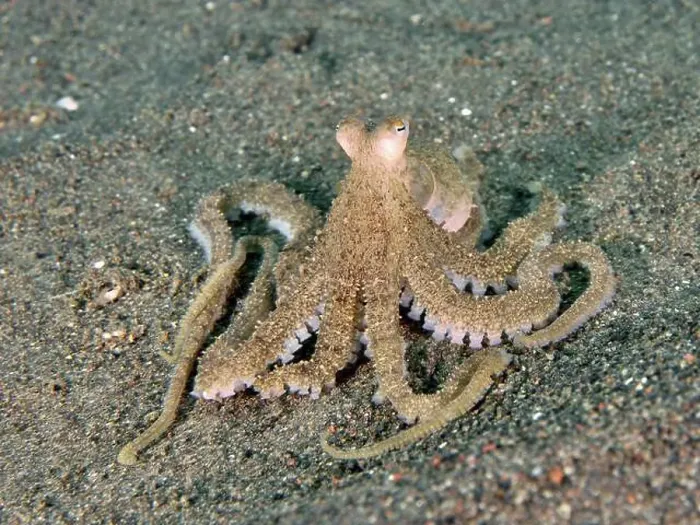 Framed Print : Marbled octopus (Amphioctopus aegina) with tentacles on the seabed, dive site Puri Jati, Umeanyar, Bali, Indonesia, Asia Framed Print : Marbled octopus (Amphioctopus aegina) with tentacles on the seabed, dive site Puri Jati, Umeanyar, Bali, Indonesia, Asia