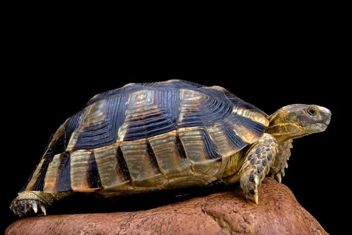 Framed Print : Marginated tortoise (Testudo marginata) Framed Print : Marginated tortoise (Testudo marginata)