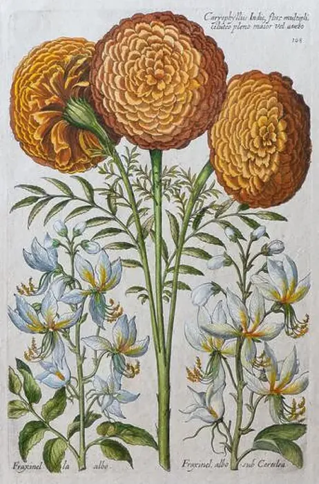 Framed Print : Marigold (Tagetes), hand-coloured copper engraving by Johann Theodor de Bry, from Florilegium Novum, 1611 Framed Print : Marigold (Tagetes), hand-coloured copper engraving by Johann Theodor de Bry, from Florilegium Novum, 1611
