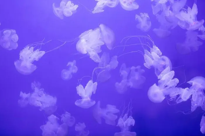Framed Print : Marina Background, Graceful Encounter: Barrel Jellyfish Gliding through the Ocean Depths Framed Print : Marina Background, Graceful Encounter: Barrel Jellyfish Gliding through the Ocean Depths