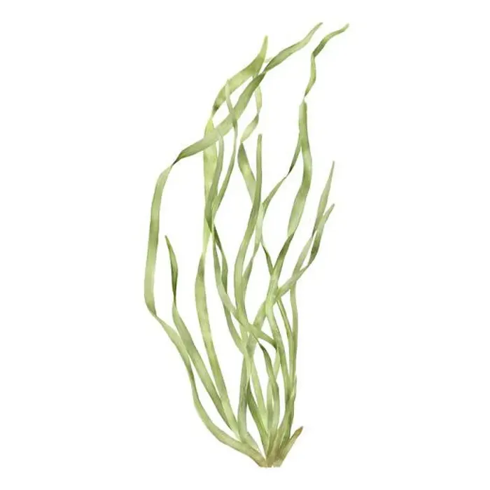 Framed Print : Marine green algae from the underwater world of the ocean Framed Print : Marine green algae from the underwater world of the ocean