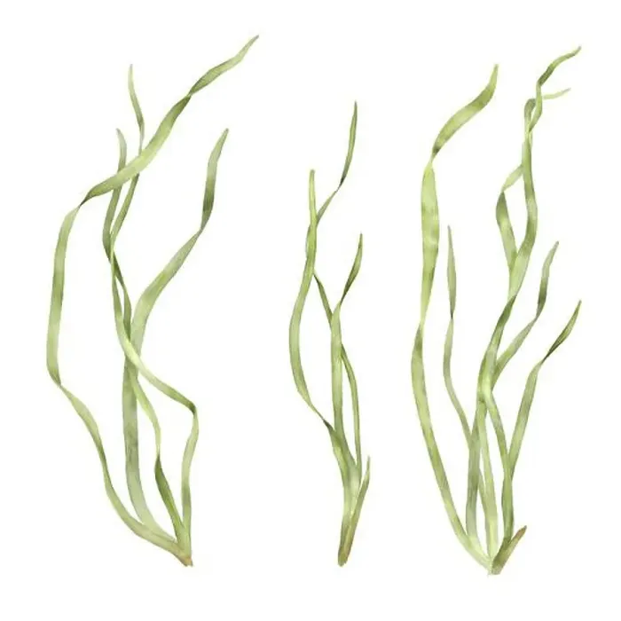 Framed Print : Marine green seaweed from the underwater world of the ocean