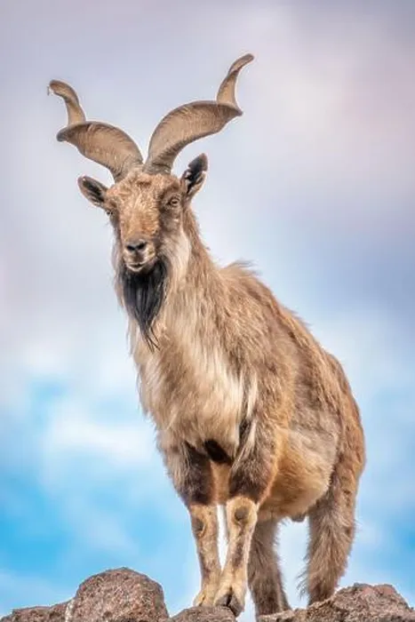 Framed Print : Markhor, Capra falconeri, wild goat native to Central Asia Framed Print : Markhor, Capra falconeri, wild goat native to Central Asia