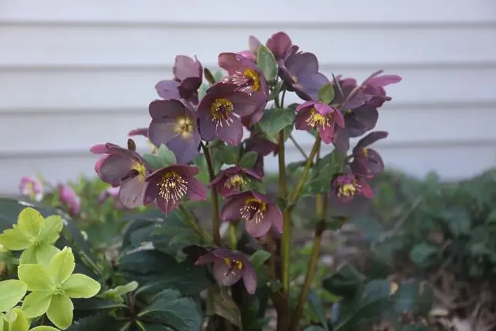Framed Print : Maroon Hellebores and light green and yellow Hellebore flowers andflowers blooming Framed Print : Maroon Hellebores and light green and yellow Hellebore flowers andflowers blooming