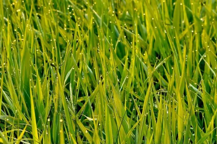 Framed Print : Marsh grass kissed with an early morning dew in rural Alberta Canada
