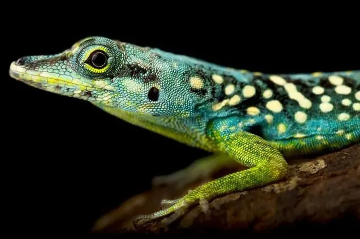 Framed Print : Martinique Anole (Anolis roquet summus) male Framed Print : Martinique Anole (Anolis roquet summus) male