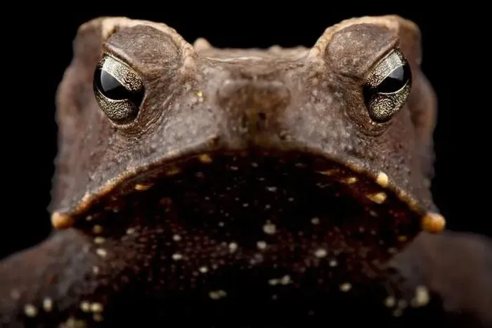 Framed Print : Marty's mitred toad (Rhinella martyi) Framed Print : Marty's mitred toad (Rhinella martyi)