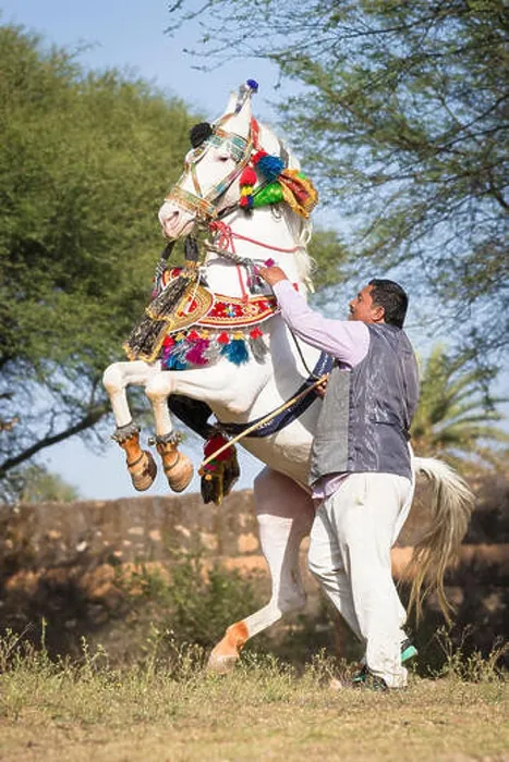 Framed Print : Marwari Horse. Grey stallion in beautiful harness performing a courbette in-hand. Traditional horse dance, India Framed Print : Marwari Horse. Grey stallion in beautiful harness performing a courbette in-hand. Traditional horse dance, India