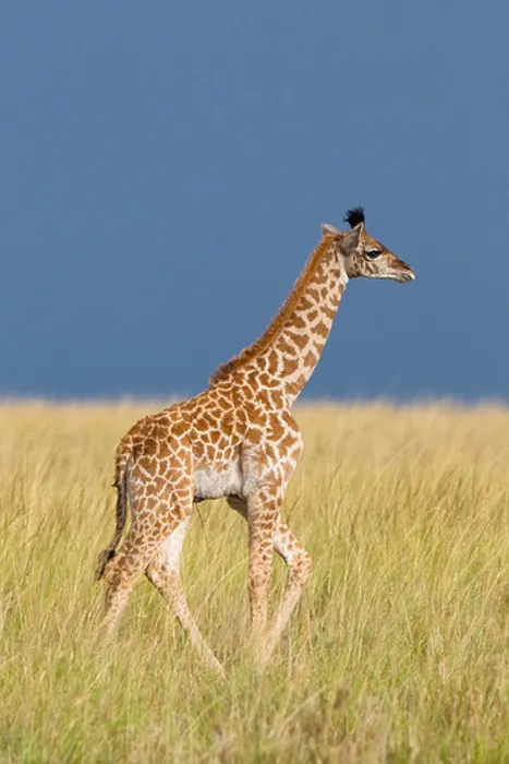 Framed Print : Masai Giraffe Calf, Masai Mara National Reserve, Kenya Framed Print : Masai Giraffe Calf, Masai Mara National Reserve, Kenya