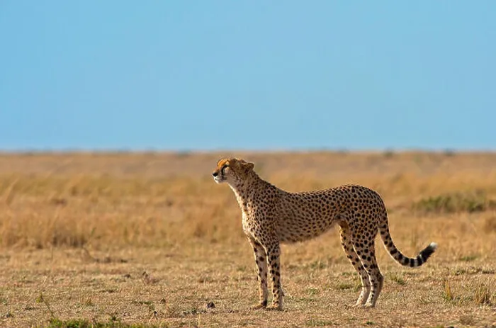 Framed Print : Masai Mara Park, Kenya, Africa A female cheetah recovery in the Masai Mara Framed Print : Masai Mara Park, Kenya, Africa A female cheetah recovery in the Masai Mara