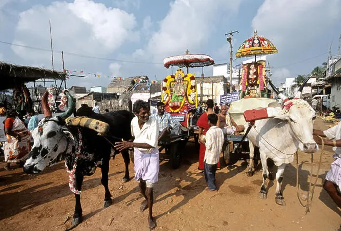 Framed Print : Masi magma festival at vaithi in Pondicherry ; Tamil Nadu ; India NOMR Framed Print : Masi magma festival at vaithi in Pondicherry ; Tamil Nadu ; India NOMR