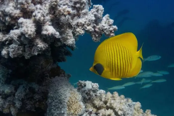Framed Print : Masked Butterfly Fish in Red Sea near Marsa Alam, Egypt Framed Print : Masked Butterfly Fish in Red Sea near Marsa Alam, Egypt