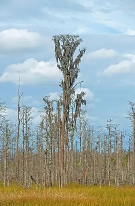 Framed Print : Massive Cypress Tree Growing High Above the Wetland in the Okefenokee National Wildlife Refuge in Georgia Framed Print : Massive Cypress Tree Growing High Above the Wetland in the Okefenokee National Wildlife Refuge in Georgia