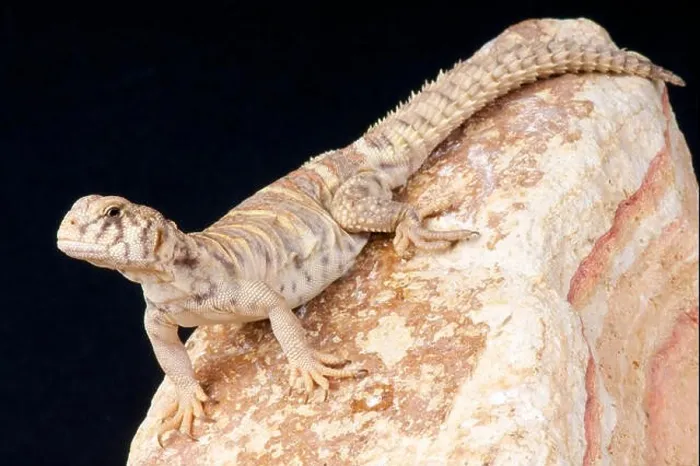 Framed Print : Mastigure / Uromastyx ornata Framed Print : Mastigure / Uromastyx ornata