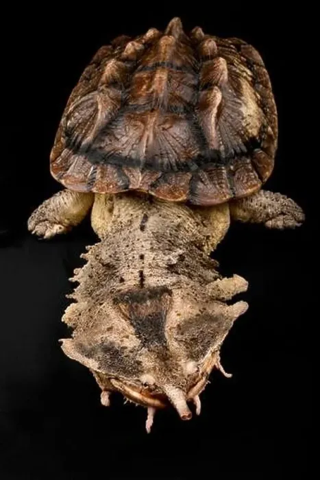 Framed Print : Matamata (Chelus fimbriatus) Framed Print : Matamata (Chelus fimbriatus)