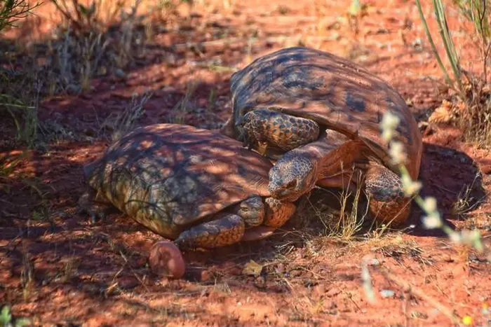 Framed Print : Mating Mojave Desert Tortoise, Gopherus Agassizii Framed Print : Mating Mojave Desert Tortoise, Gopherus Agassizii