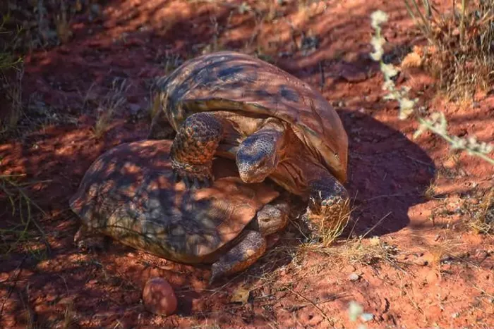 Framed Print : Mating Mojave Desert Tortoise, Gopherus Agassizii Framed Print : Mating Mojave Desert Tortoise, Gopherus Agassizii