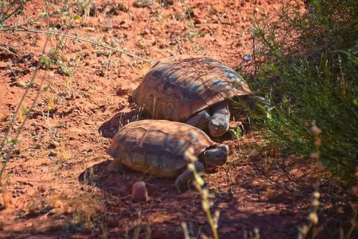 Framed Print : Mating Mojave Desert Tortoise, Gopherus Agassizii Framed Print : Mating Mojave Desert Tortoise, Gopherus Agassizii