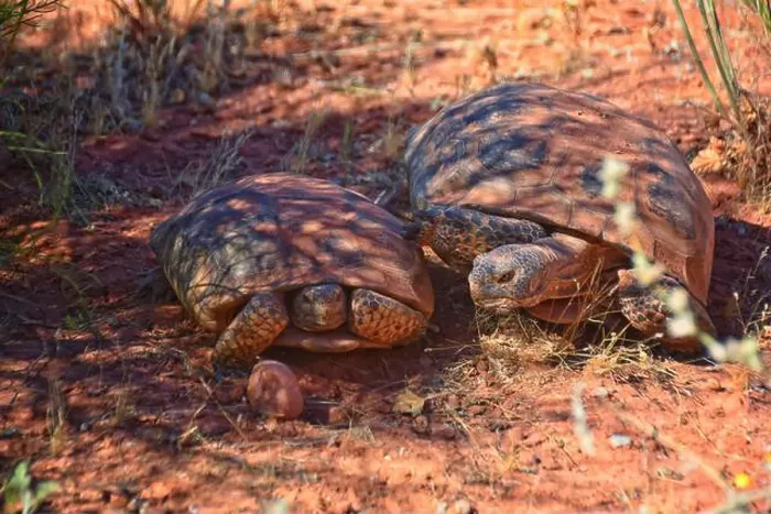 Framed Print : Mating Mojave Desert Tortoise, Gopherus Agassizii Framed Print : Mating Mojave Desert Tortoise, Gopherus Agassizii