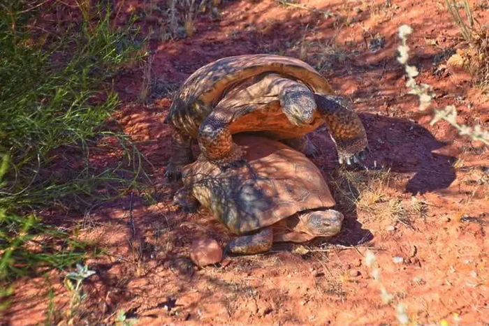 Framed Print : Mating Mojave Desert Tortoise, Gopherus Agassizii Framed Print : Mating Mojave Desert Tortoise, Gopherus Agassizii