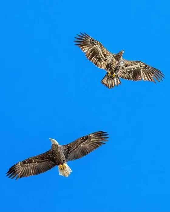 Framed Print : Mature Bald Eagle flying with juvenile / immature Haliaeetus leucocephalus underside - wings outstretched - wingspan & Framed Print : Mature Bald Eagle flying with juvenile / immature Haliaeetus leucocephalus underside - wings outstretched - wingspan &