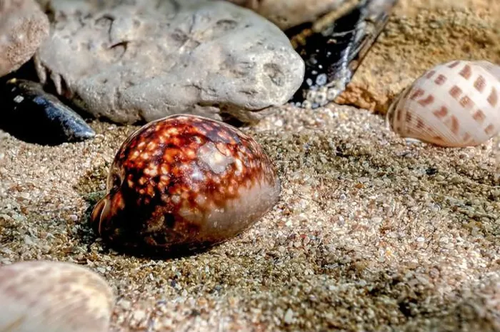Framed Print : Mauritia Mauritiana or chocolate cowry, humpback cowry, seashell on a sand underwater Framed Print : Mauritia Mauritiana or chocolate cowry, humpback cowry, seashell on a sand underwater