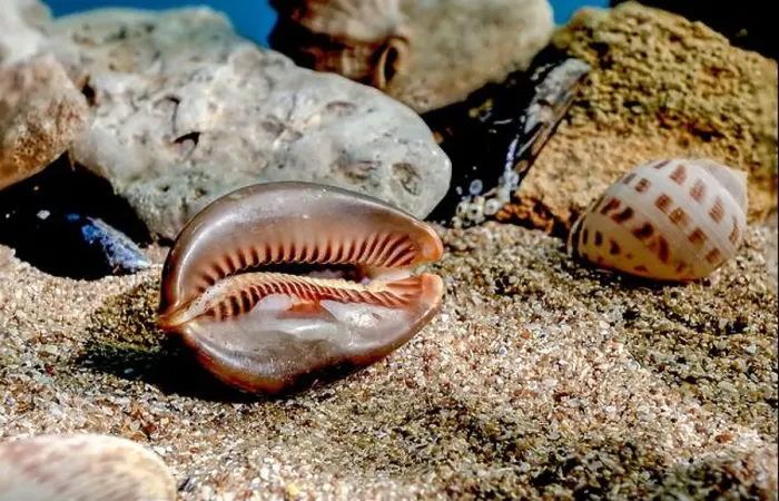 Framed Print : Mauritia Mauritiana or chocolate cowry, humpback cowry, seashell on a sand underwater Framed Print : Mauritia Mauritiana or chocolate cowry, humpback cowry, seashell on a sand underwater