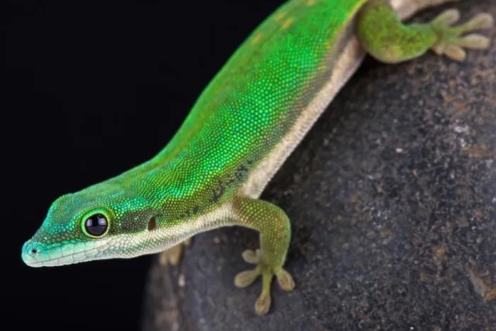 Framed Print : Mayotte day gecko (Phelsuma nigristriata) Framed Print : Mayotte day gecko (Phelsuma nigristriata)