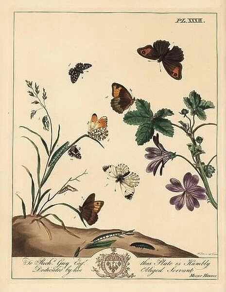 Meadow brown butterfly, Maniola jurtina, wood lady or orange tip, Anthocharis cardamines, and grizzled skipper, Pyrgus alveolus
