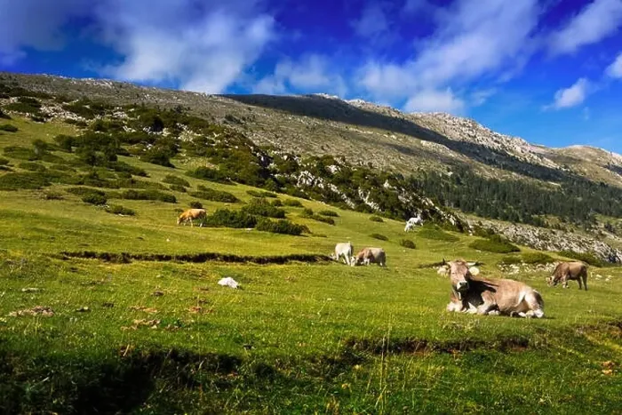 Framed Print : meadow with cows in summer day. Pyrenees, Catalonia Framed Print : meadow with cows in summer day. Pyrenees, Catalonia