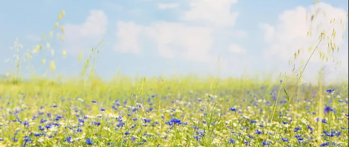 Framed Print : Meadow with flowers in summer Framed Print : Meadow with flowers in summer