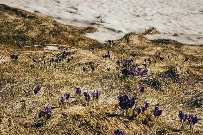 Framed Print : Meadow in the mountains with crocus flowers, thaw spring Framed Print : Meadow in the mountains with crocus flowers, thaw spring