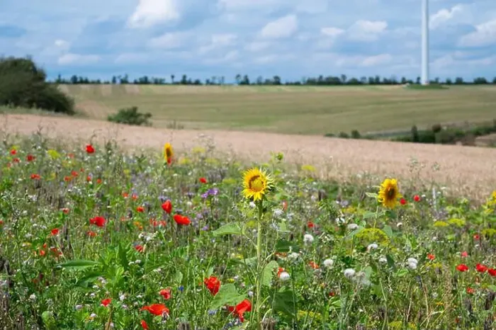 Framed Print : Meadow with sunflower and poppy flowers, blooming wildflower field, nature in summer, environment and ecology concept Framed Print : Meadow with sunflower and poppy flowers, blooming wildflower field, nature in summer, environment and ecology concept