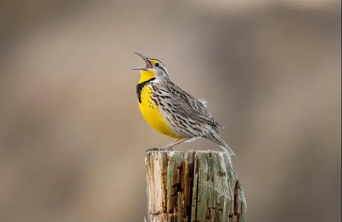 Framed Print : Meadowlark singing at Freezeout Lake Wildlife Management Area near Choteau, Montana, USA. (Editorial Use Only) Framed Print : Meadowlark singing at Freezeout Lake Wildlife Management Area near Choteau, Montana, USA. (Editorial Use Only)