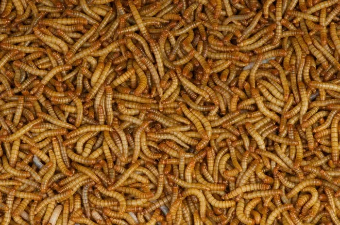 Framed Print : Mealworms / Tenebrio molitor Framed Print : Mealworms / Tenebrio molitor