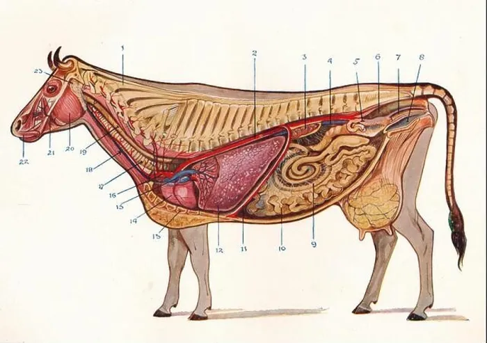 Framed Print : Median section of a cow, showing organs of circulation and respiration, etc, c1905 (c1910) Framed Print : Median section of a cow, showing organs of circulation and respiration, etc, c1905 (c1910)