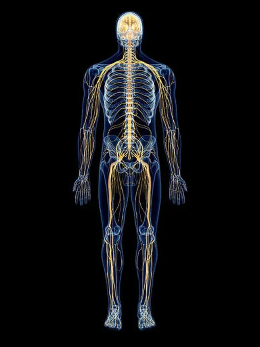 Framed Print : medically accurate illustration of the nervous system Framed Print : medically accurate illustration of the nervous system