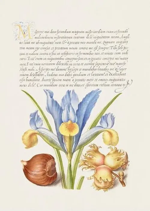 Framed Print : Medieval ornaments. Chestnut, English Iris, and European Filbert Framed Print : Medieval ornaments. Chestnut, English Iris, and European Filbert