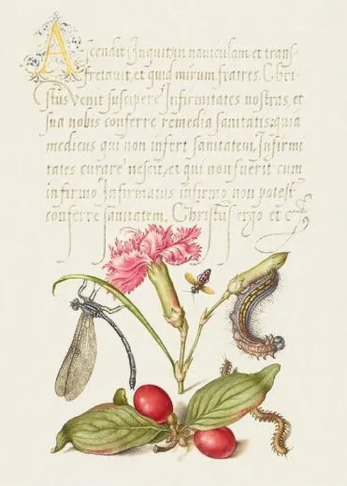 Framed Print : Medieval ornaments. Damselfly, Carnation, Firebug, Caterpillar, Carnelian Cherry and Centipede Framed Print : Medieval ornaments. Damselfly, Carnation, Firebug, Caterpillar, Carnelian Cherry and Centipede