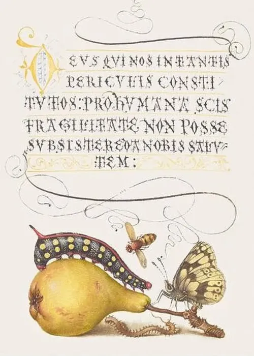 Framed Print : Medieval ornaments. Fly, Caterpillar, Pear and Centipede Framed Print : Medieval ornaments. Fly, Caterpillar, Pear and Centipede