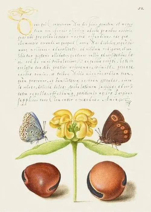 Framed Print : Medieval ornaments. Moths, Jerusalem Sage, and Beans Framed Print : Medieval ornaments. Moths, Jerusalem Sage, and Beans