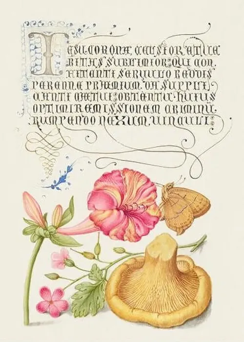 Framed Print : Medieval ornaments. Four o`Clock, Brown Hairstreak, Herb Robert and Chanterelle Framed Print : Medieval ornaments. Four o`Clock, Brown Hairstreak, Herb Robert and Chanterelle