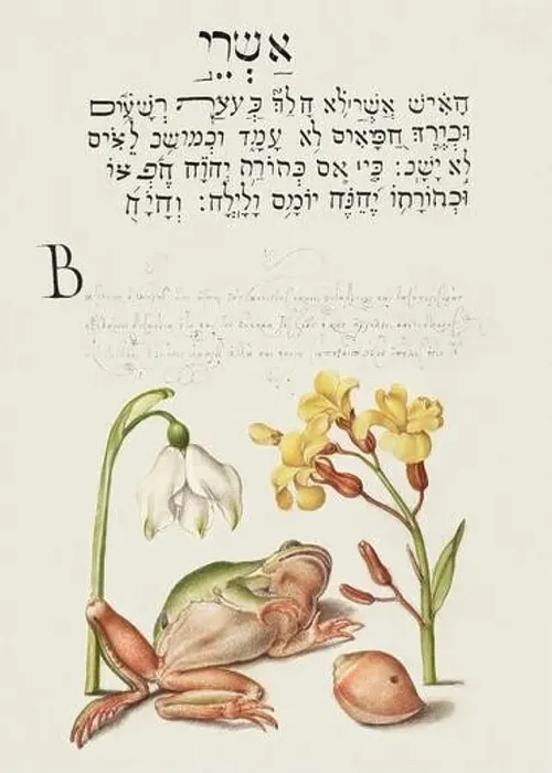 Framed Print : Medieval ornaments. Spring Snowflake, Tree Frog, Wallflower, and Marine Mollusk Framed Print : Medieval ornaments. Spring Snowflake, Tree Frog, Wallflower, and Marine Mollusk