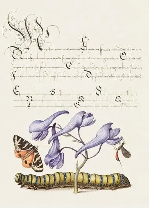 Framed Print : Medieval ornaments. Tiger Moth, Larkspur, Insect and Caterpillar Framed Print : Medieval ornaments. Tiger Moth, Larkspur, Insect and Caterpillar