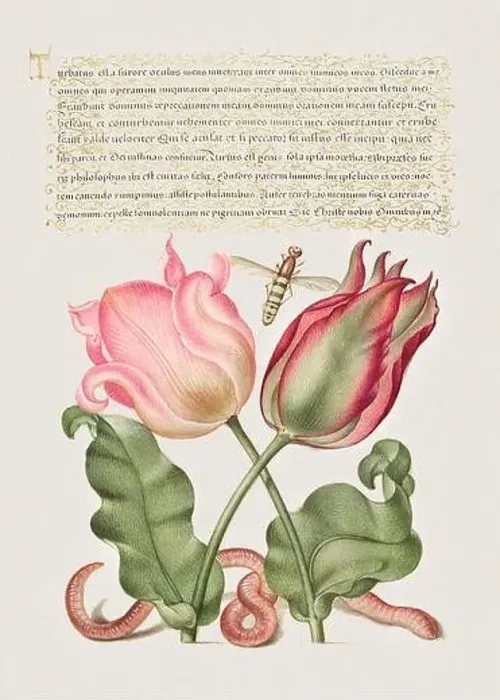 Framed Print : Medieval ornaments. Tulips, Insect, and Worm Framed Print : Medieval ornaments. Tulips, Insect, and Worm