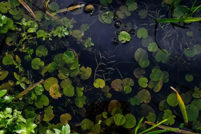 Framed Print : Meditative water surface with aquatic plants Framed Print : Meditative water surface with aquatic plants